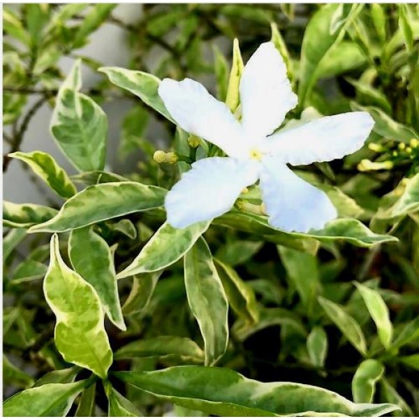 Tagar Variegated Plant - Crape Jasmine, Tabernaemontana, Chandani plant